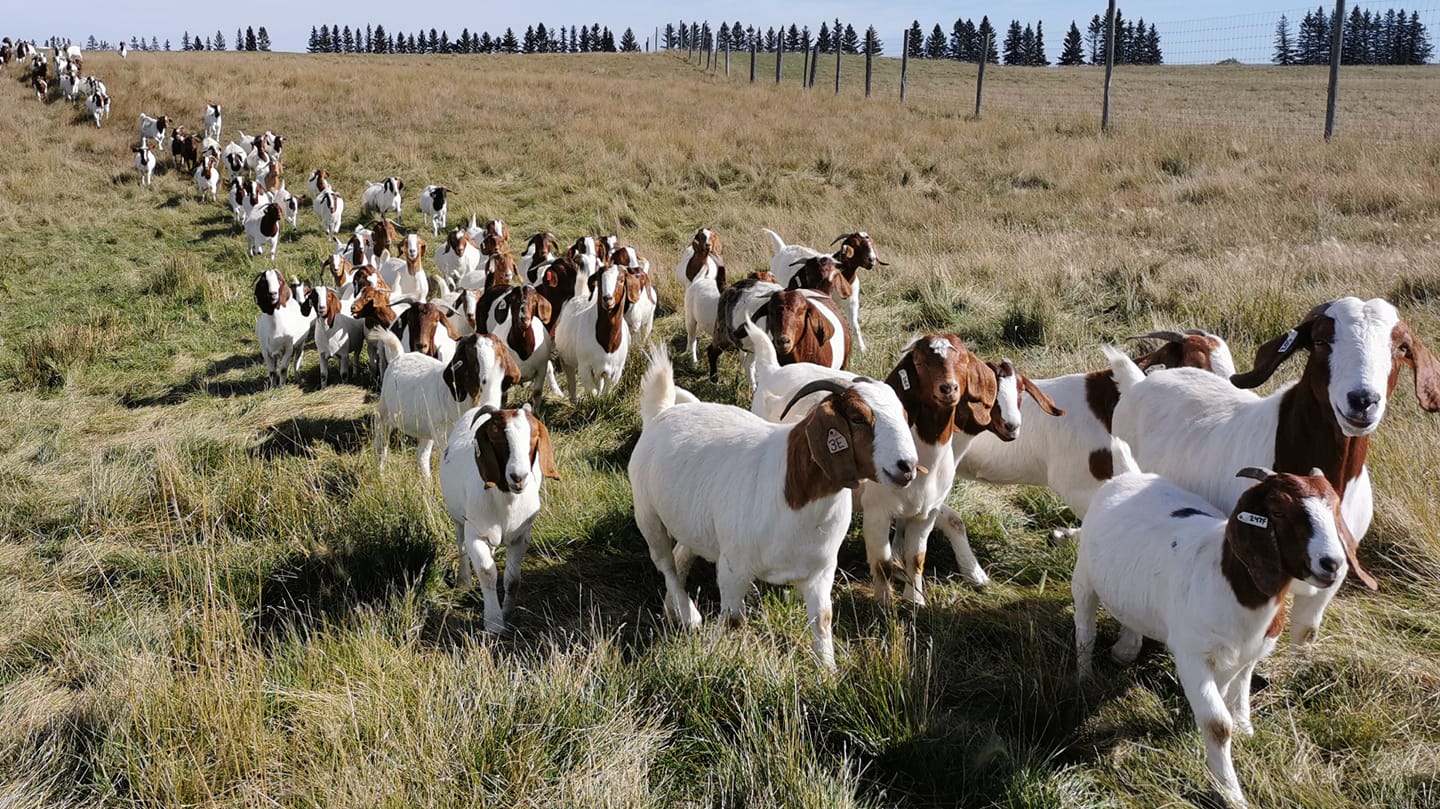 Country Log Ranch - Boer Goats