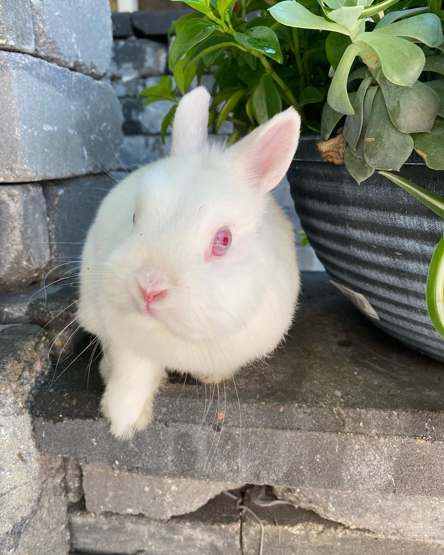 Hops + Co. Small Animal Rescue