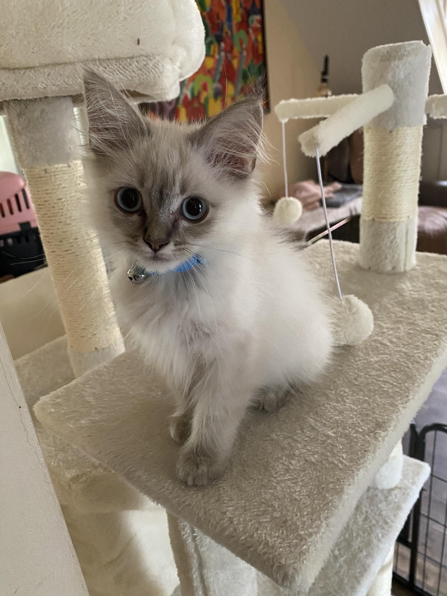 Can Ragdoll Cats Be Walked on a Leash: Tips & Tricks
