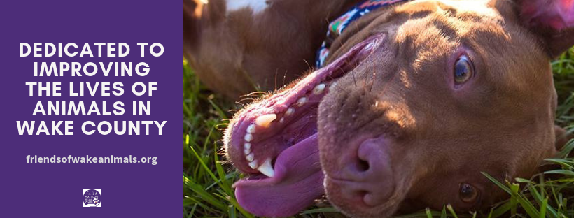 Peak Lab Rescue - ☀️ Fosters Needed! 🐾 You provide the... | Facebook
