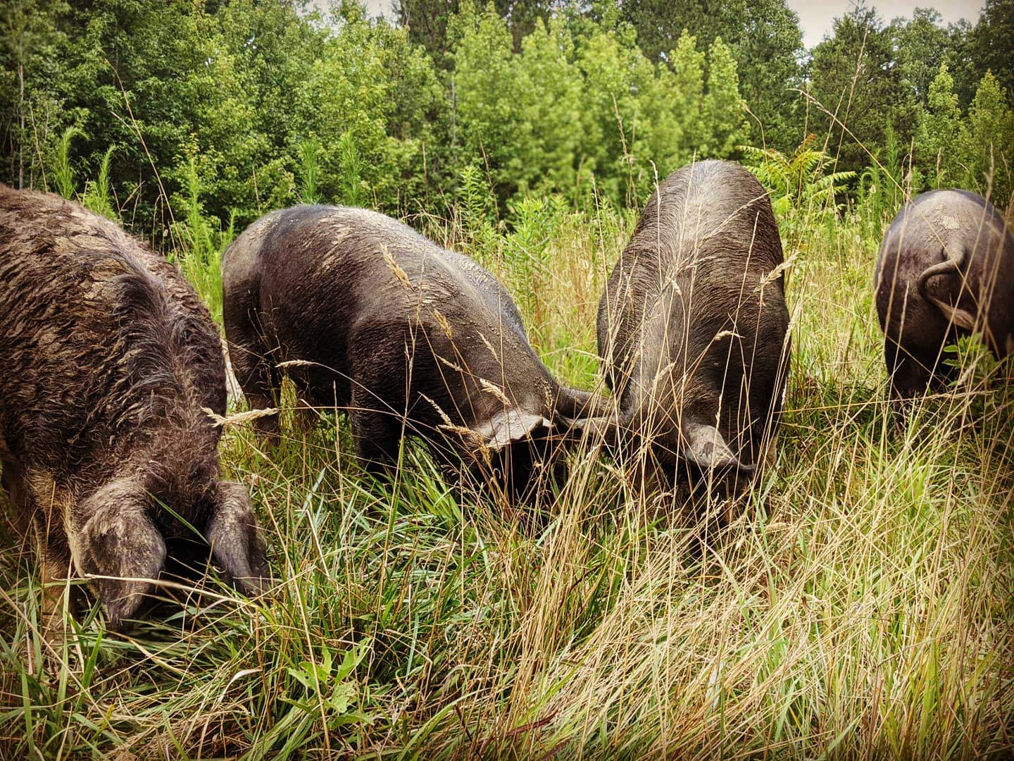 Bingham Farm - ⚠️ Berkshire Bacon 🥓 is sold out. We will...