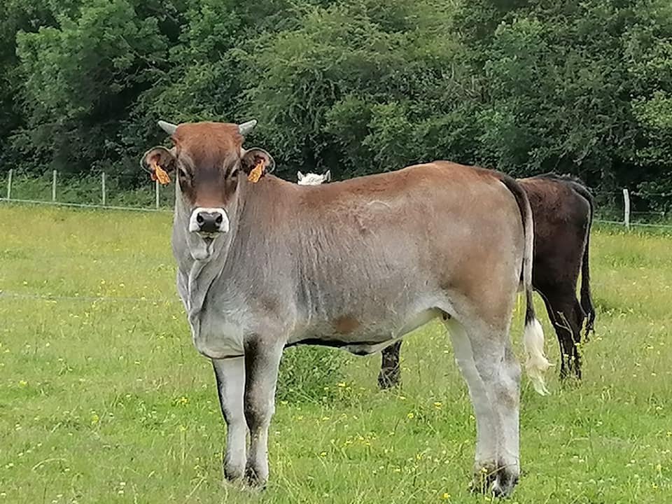 4S Ranch bulls - 4S Ranch bulls added a new photo.
