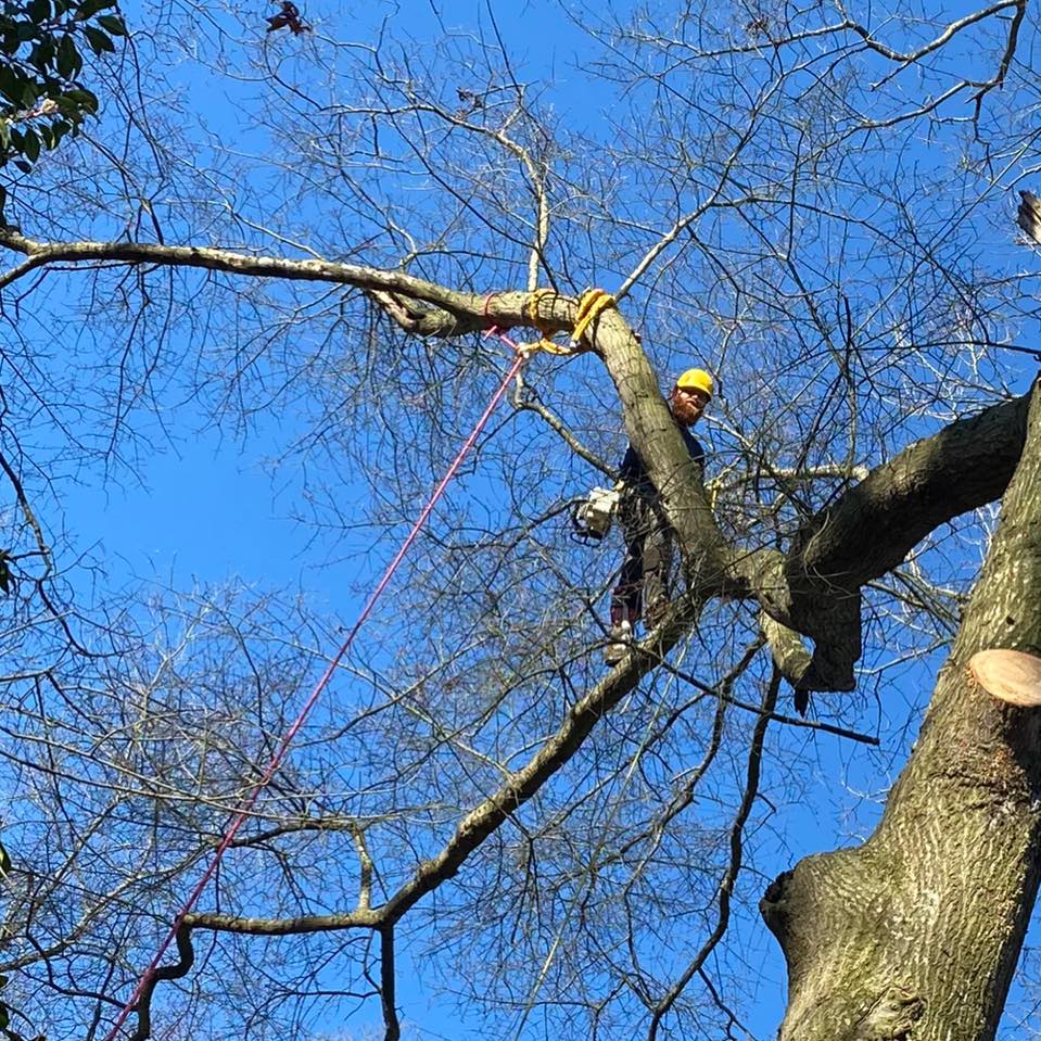 Another giant hits the ground this week. Give us a call | Oak Ridge ...