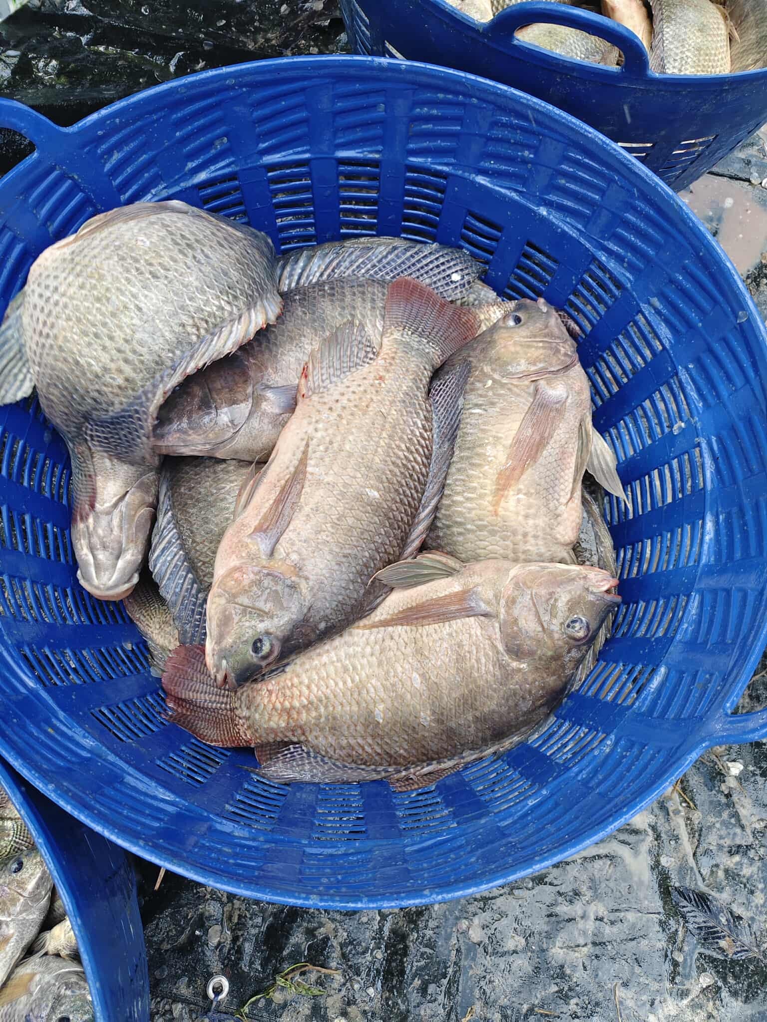 MAYYA Fishing & cafe | Amphoe Lam Luk Ka