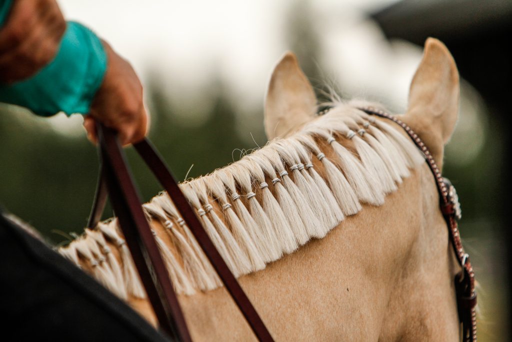 NPHA -... - NPHA - Norwegian Paint Horse Association