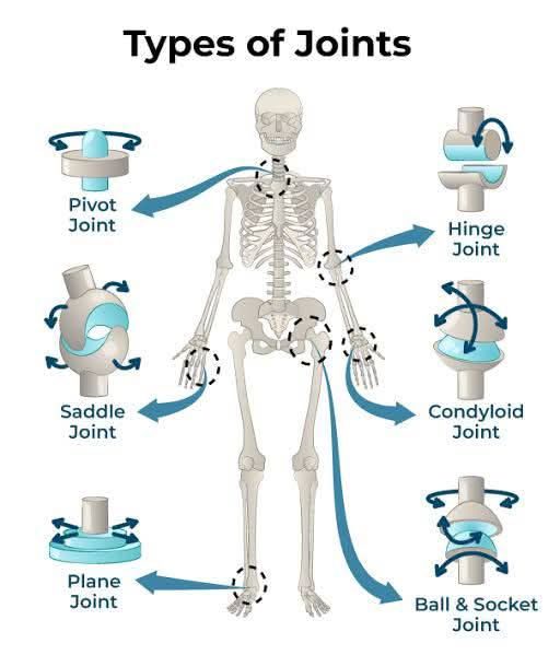 Muhammad - There are three main types of joints in the human body: 1 ...