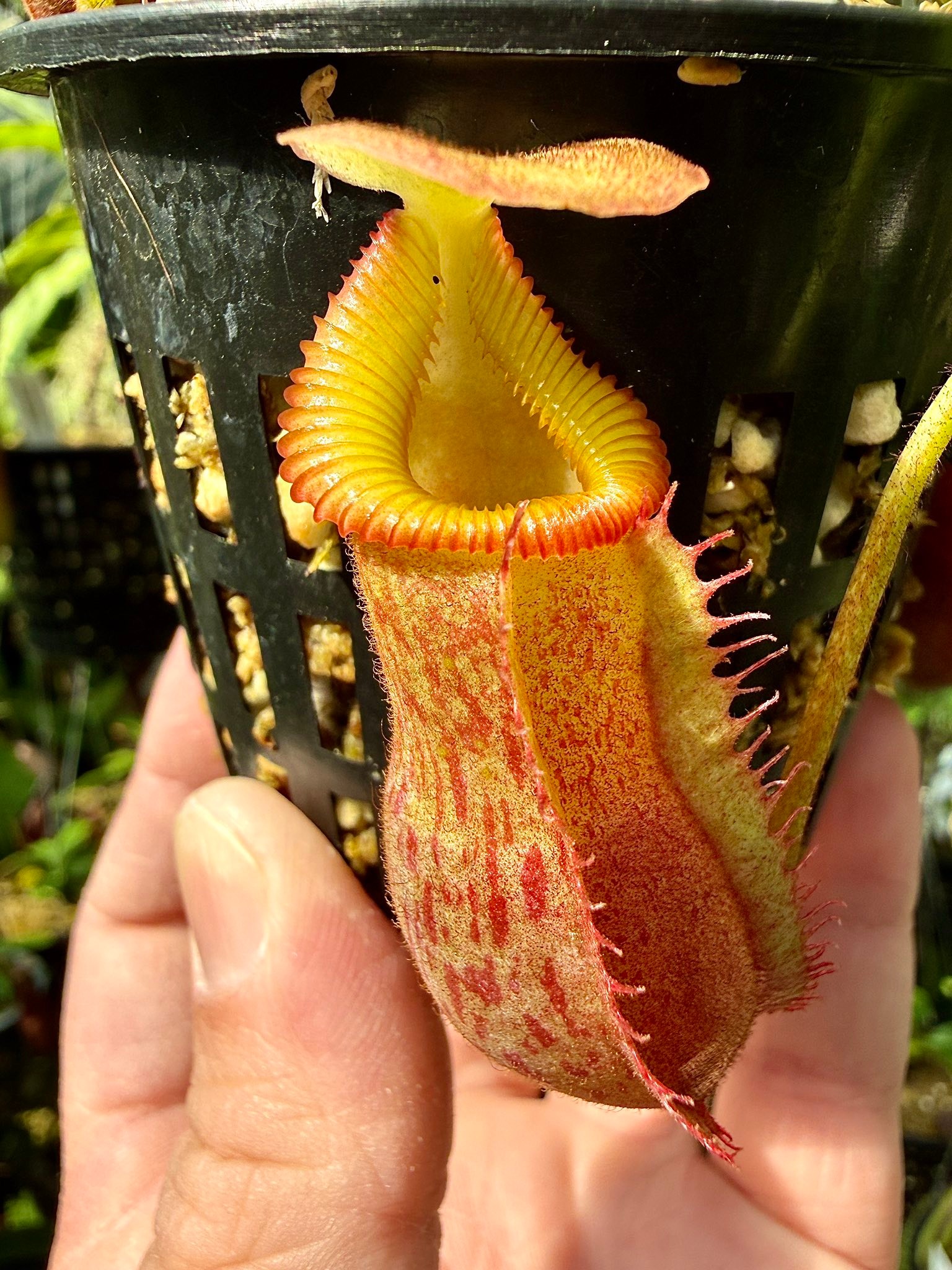 N. villosa x veitchii (BE-4606) clone favorites