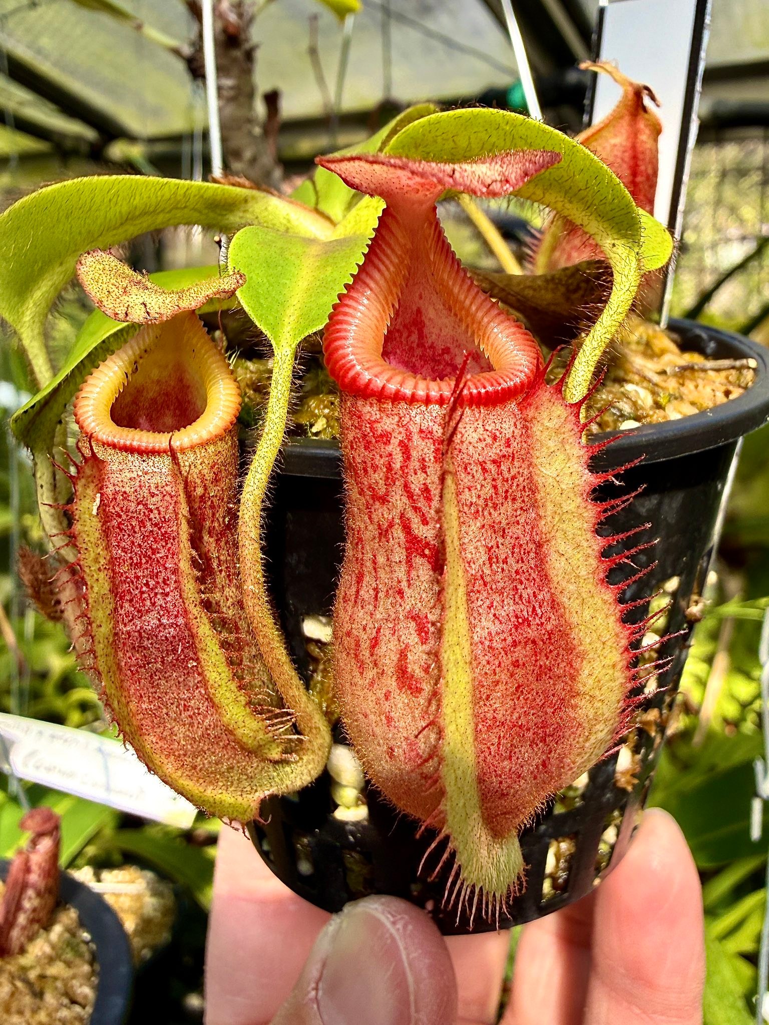 N. villosa x veitchii (BE-4606) clone favorites
