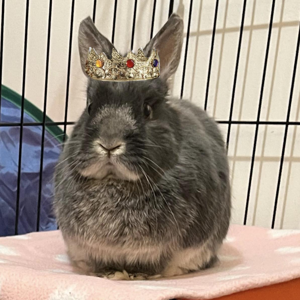 Bunny Love With Benny Boo... - Bunny Love With Benny Boo