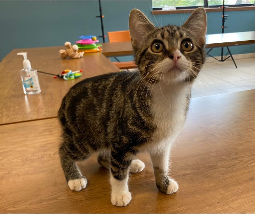 Adoption fees are waived on adult cats (1 year and older) thanks to a ...