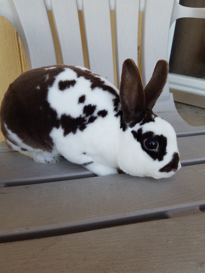 Rowdys Rascally Rabbits