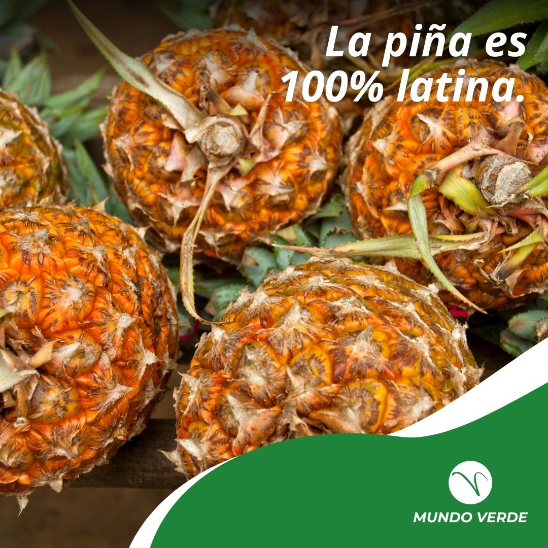 Mundo Verde SRL - La piña es 100% latina. La piña es una... | Facebook