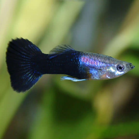 Al BADR Ornamental Fish Tr
