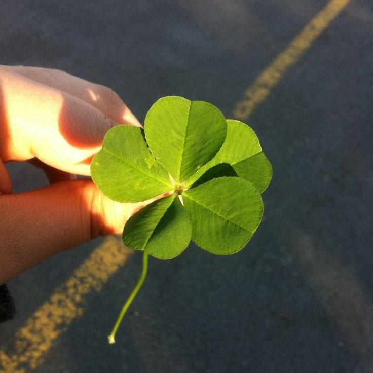 Dream - ~ Four-leaf clover 🍀 Despite being battered and torn, this ...