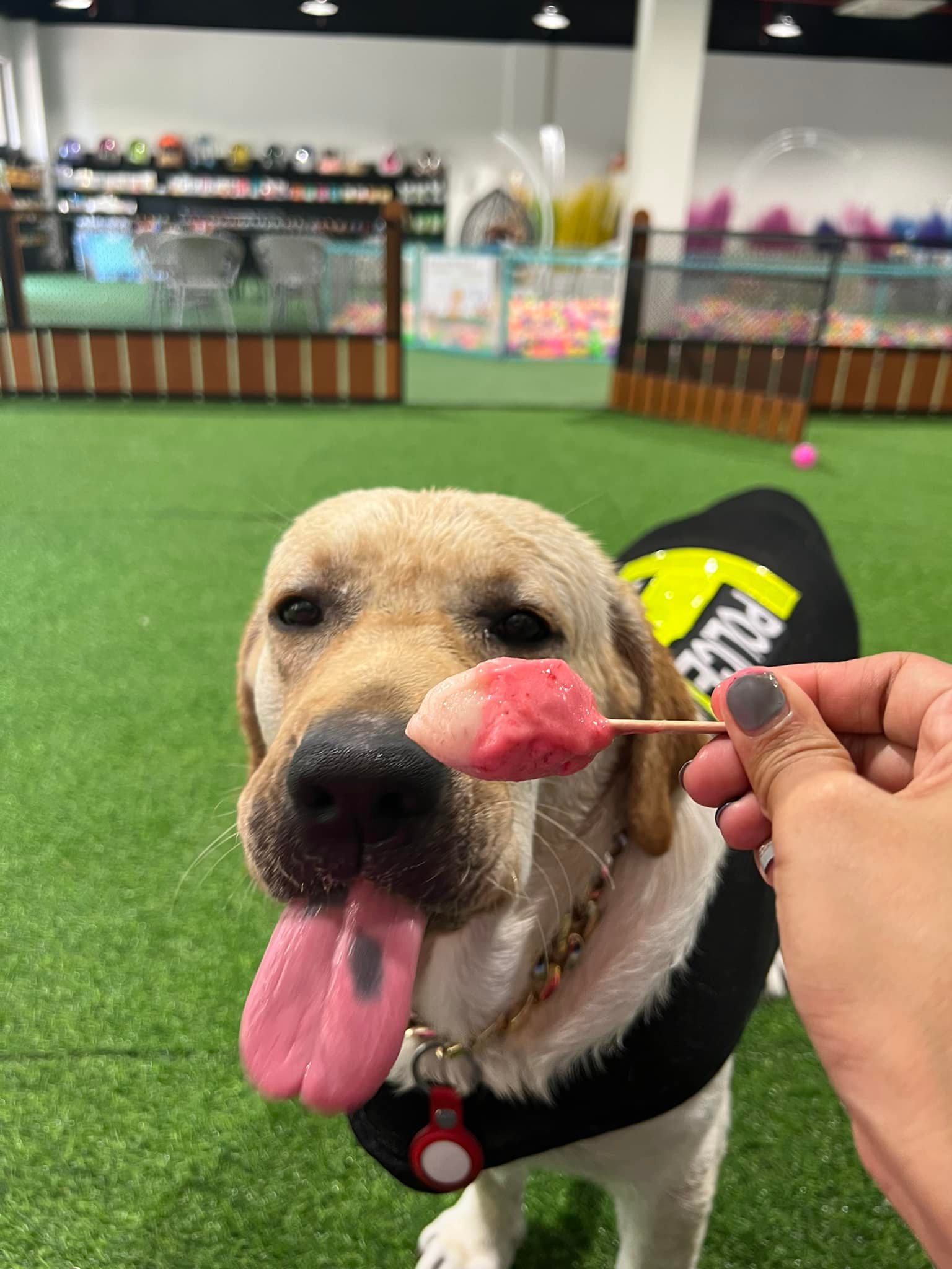 ความรู้ใหม่นะคร๊าฟ update... - Dobby Bambii labrador | Facebook
