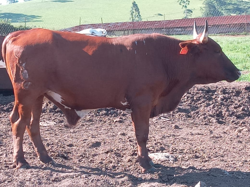 Shibhile Farm | Cato Ridge