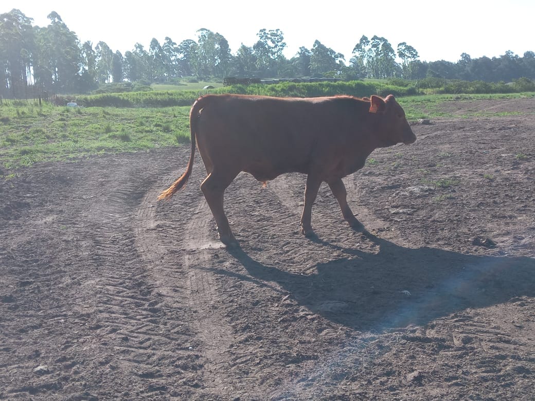 Shibhile Farm | Cato Ridge