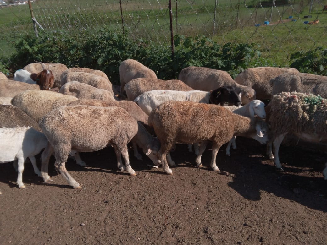 Shibhile Farm | Cato Ridge