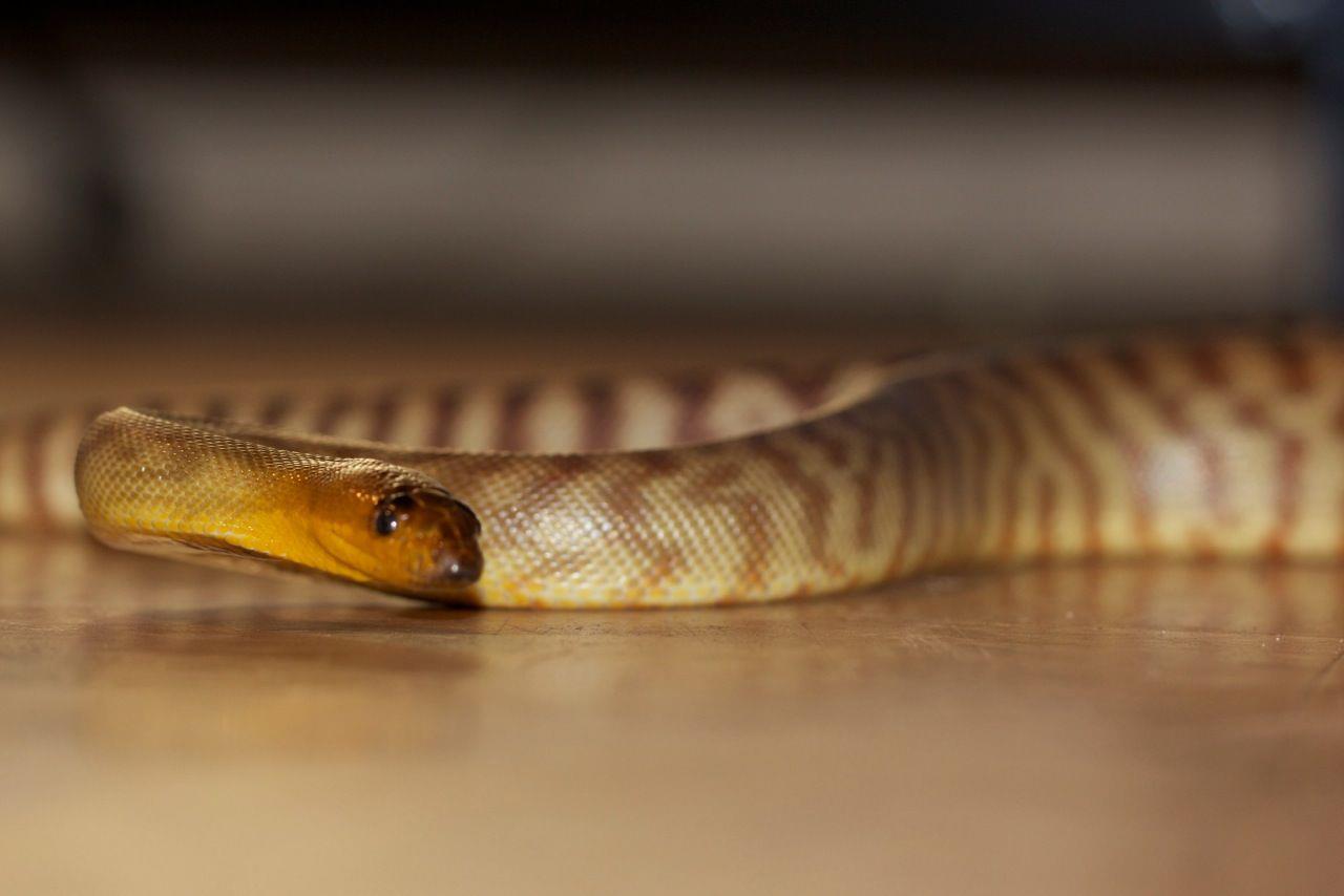 The Snake Co. | Katherine NT