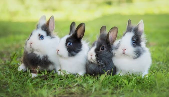 Proto- Aztec Rabbit Farming
