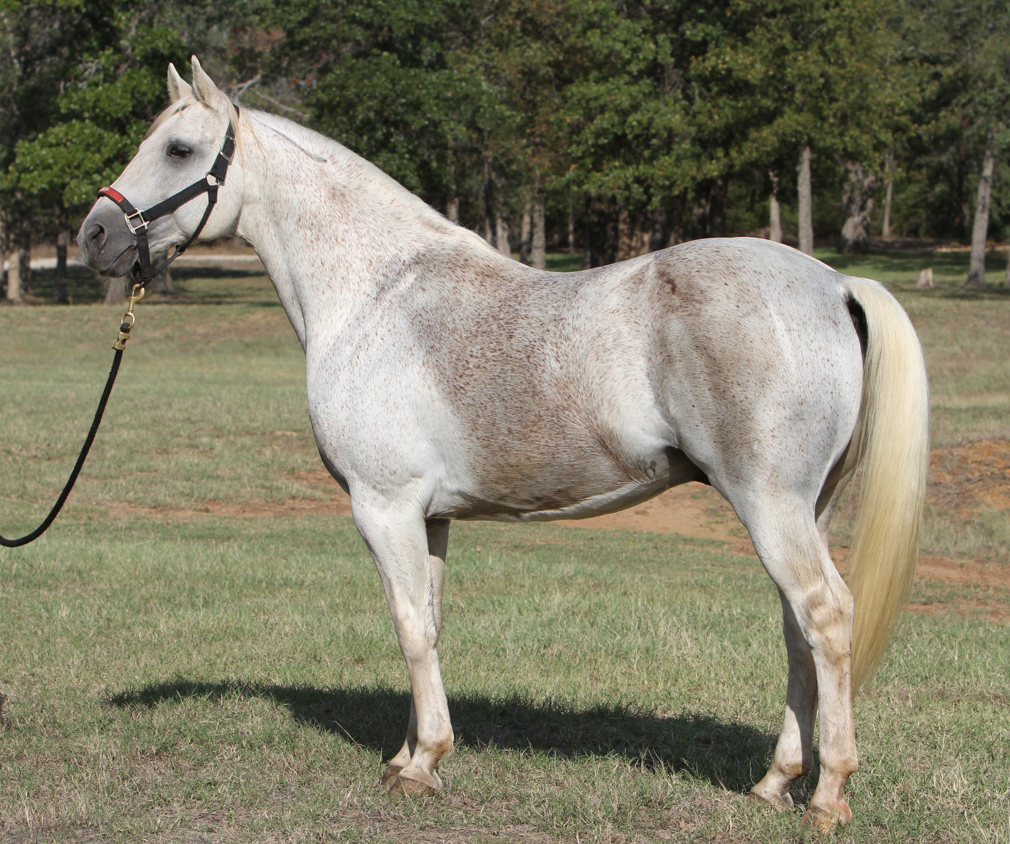 The Virtual Ranch | Valley View TX