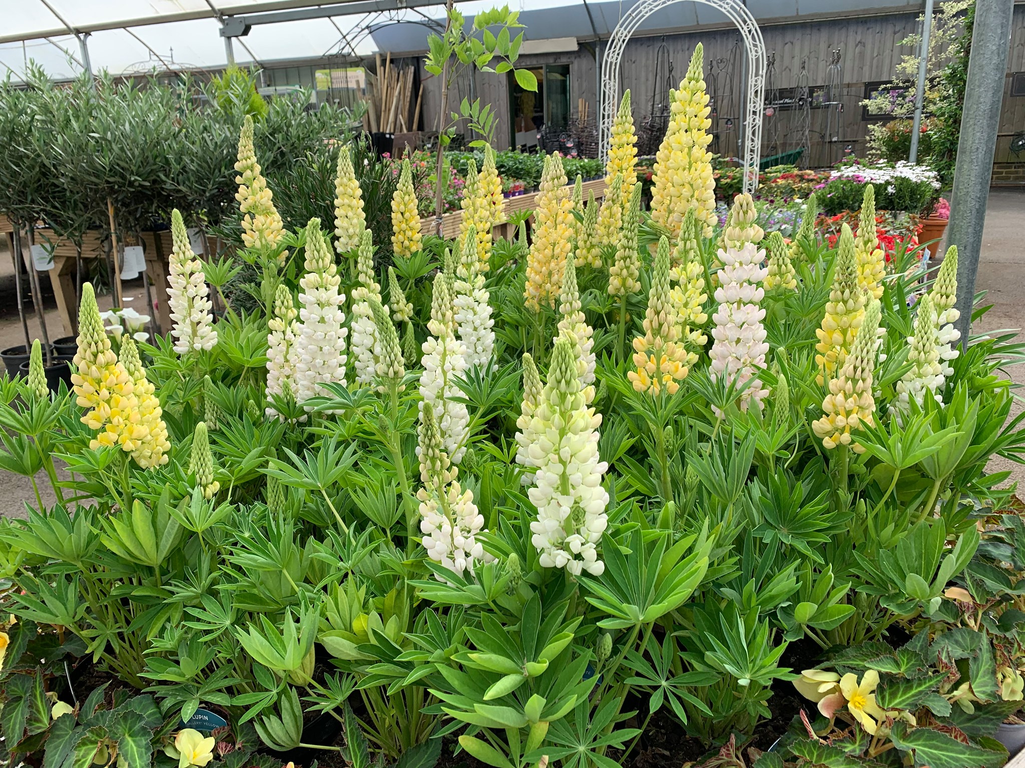 Highfield Garden World added a... - Highfield Garden World