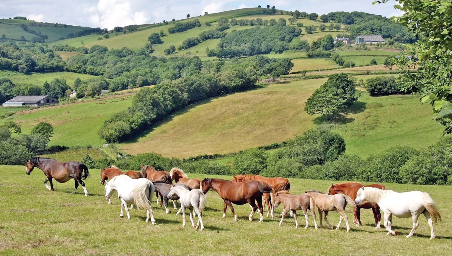 The History of the British Riding Pony