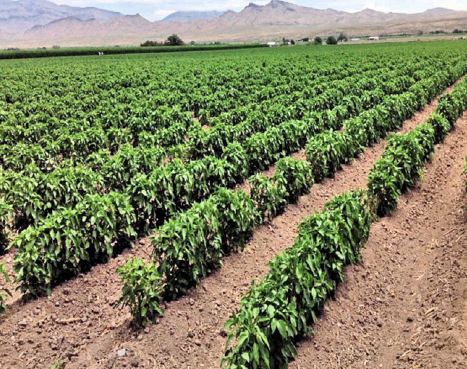 El Rey Farms