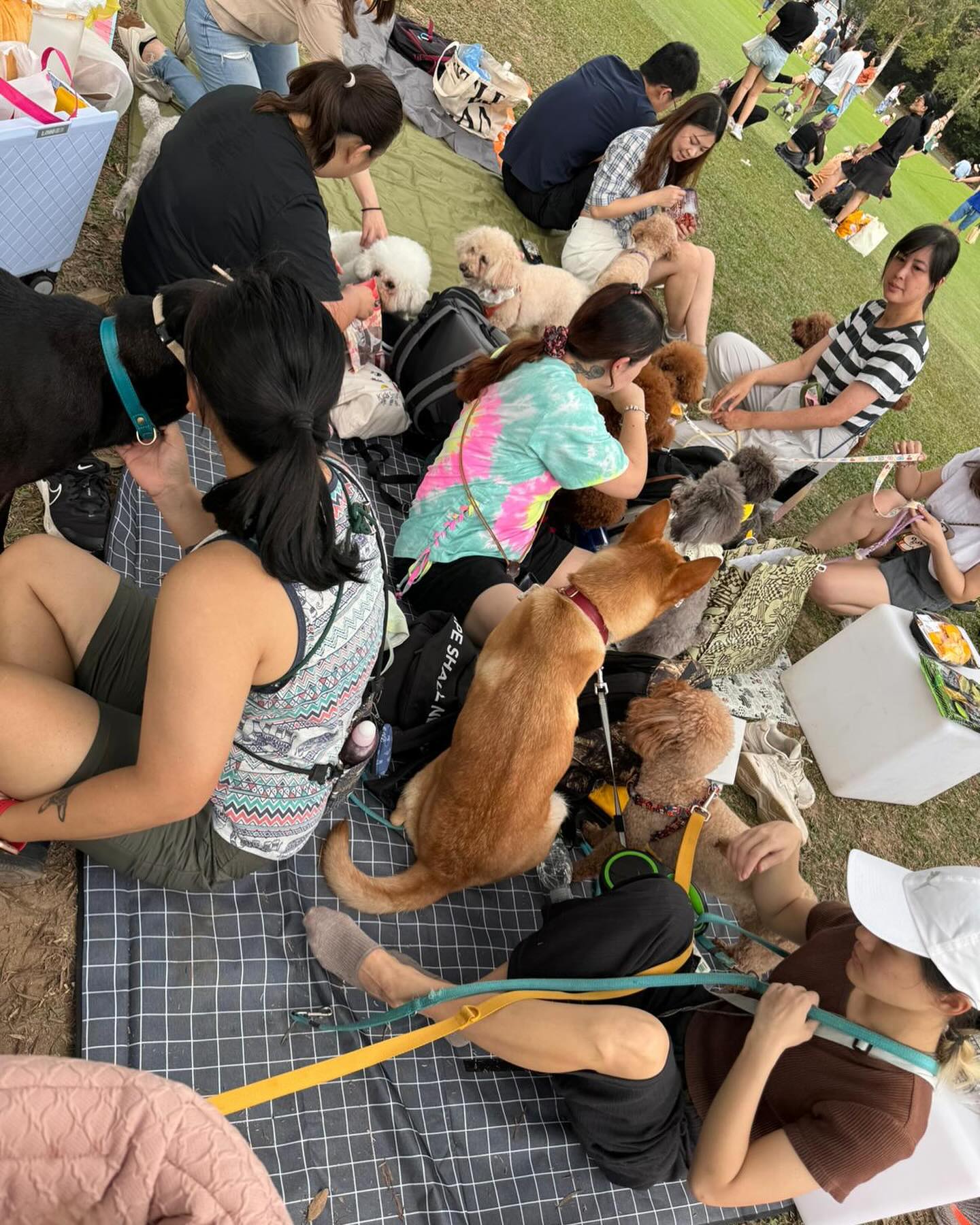 Bbcdogtraining 專業訓犬服務 - Teddy🫶🏽 今日抽空去睇下個衰仔 開心係佢隨行做得好 不過係屋企就仲要多加練習呀 當佢甘 ...