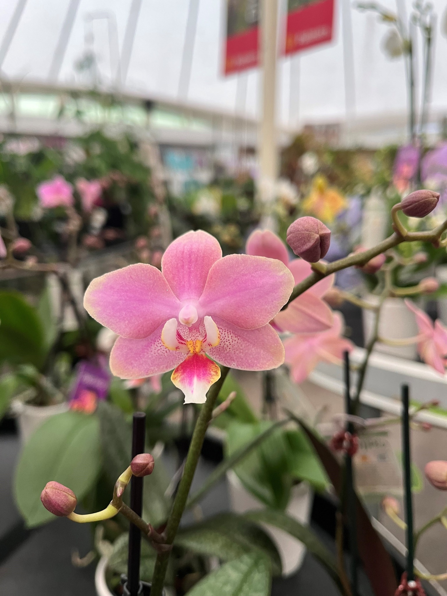 夢香文心蘭 Oncidium - 近幾年國內孕育出許多新的蘭花品種 而這款夢香