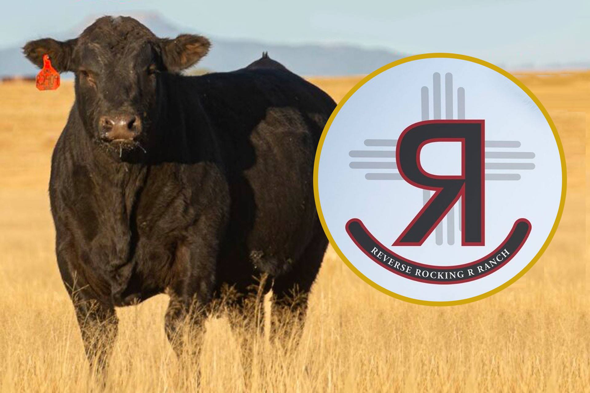 Reverse Rocking R Ranch Bull Sale
