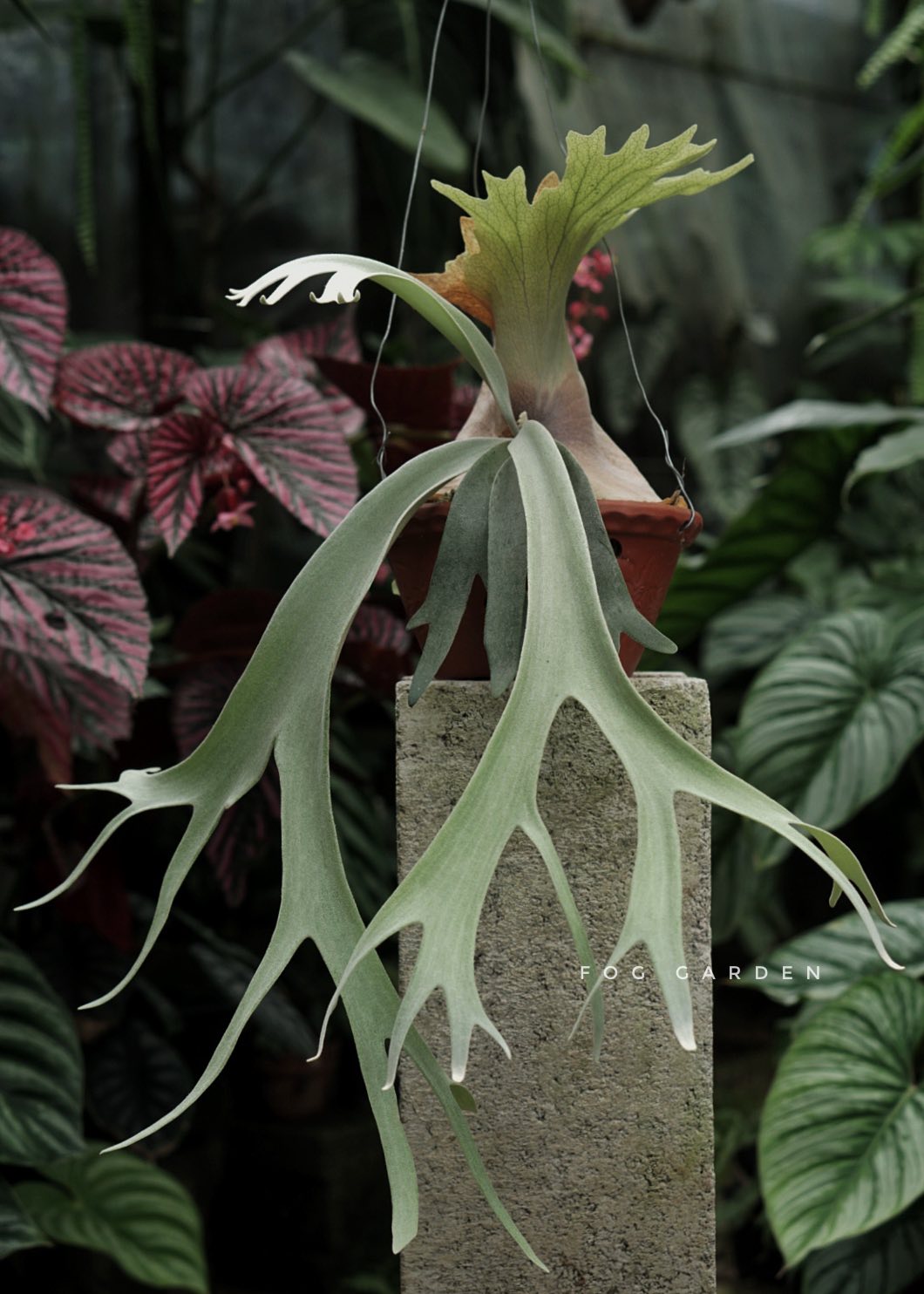 Cộng đồng chơi kiểng lá có chất - Foliage plants collectors Vietnam ...