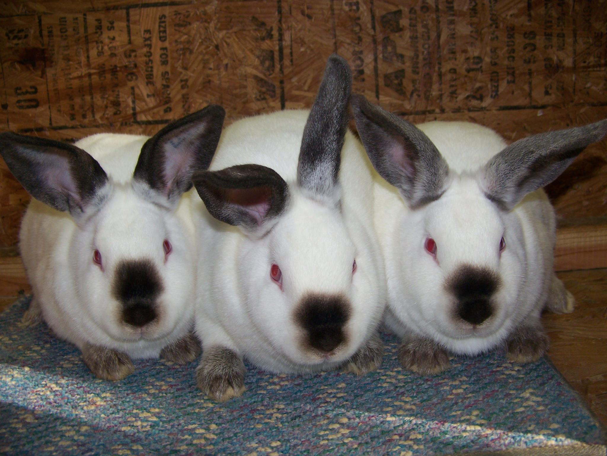 Comal Co Rabbit Club