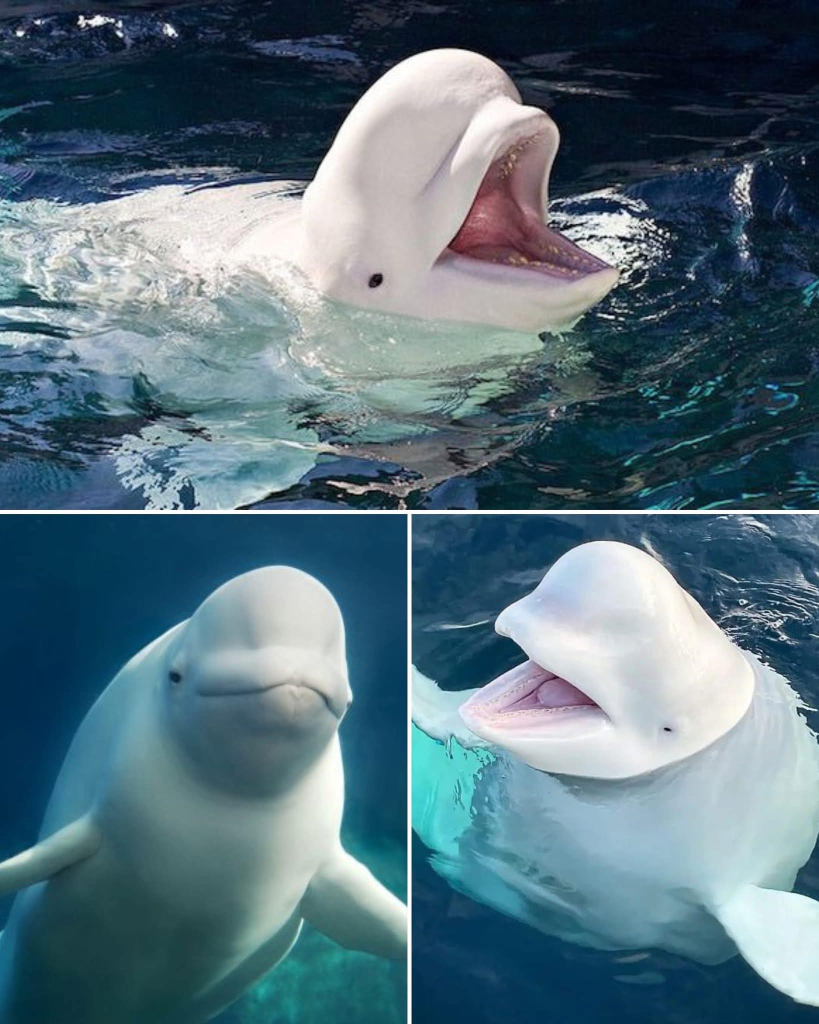 Beluga whale facts and characteristics