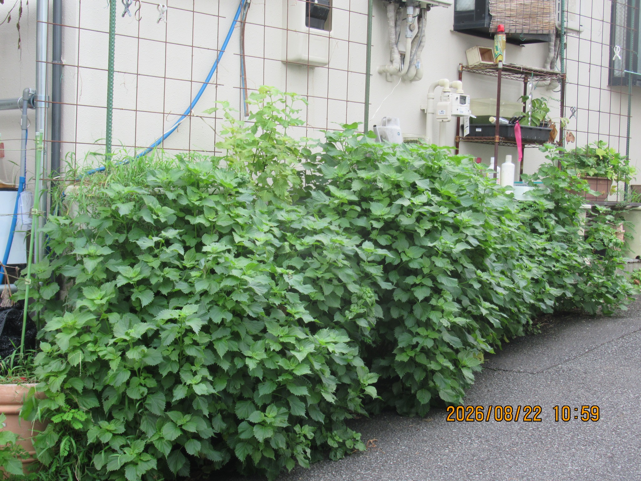 大葉 高い
