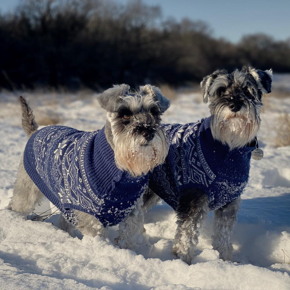 All quite on the... - Jinkx Monsoon - The Miniature Schnauzer