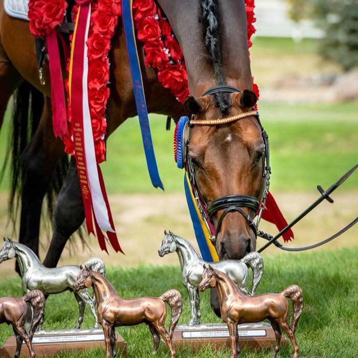Big... - Hidden Meadows Arabians and Sport Horses | Facebook