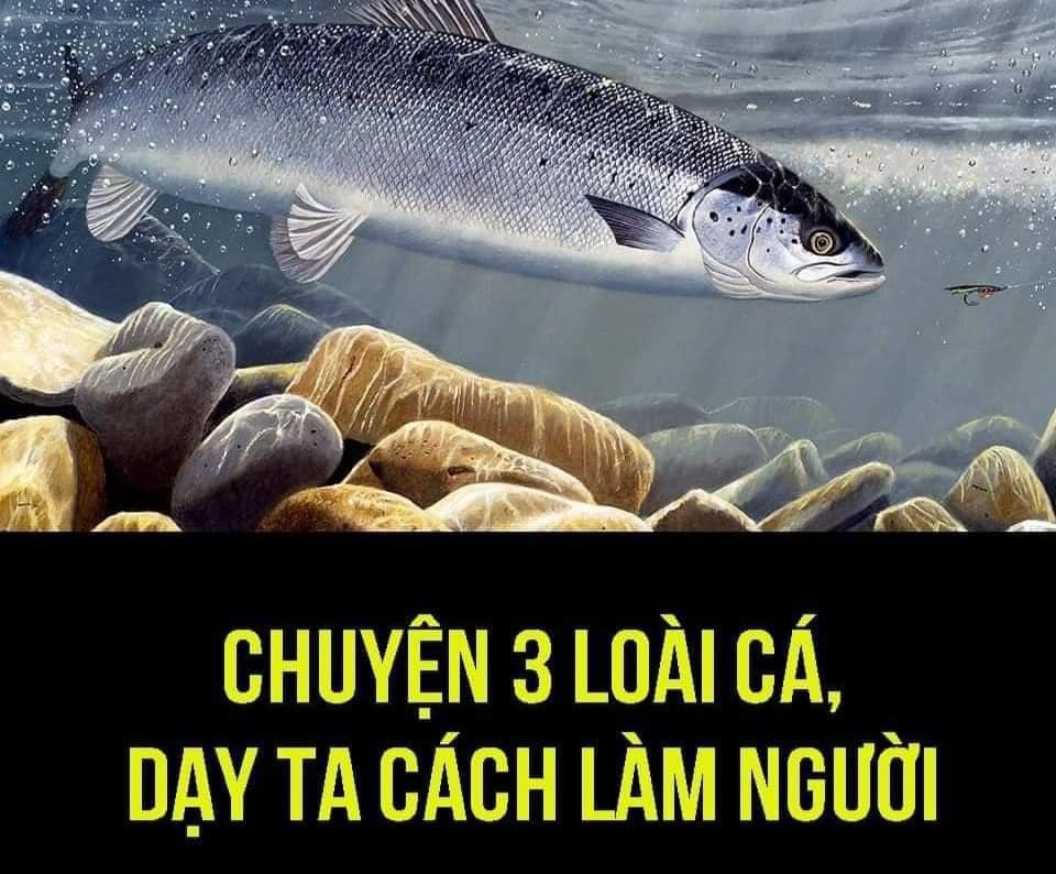 IXL.school - CHUYỆN 3 LOÀI CÁ, DẠY TA CÁCH LÀM NGƯỜI Con cá thứ nhất là ...