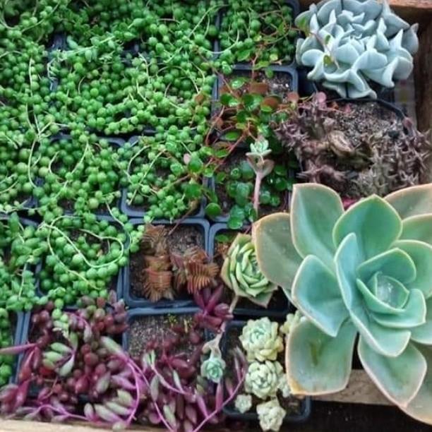 Cactus y Suculentas Perú | Lima