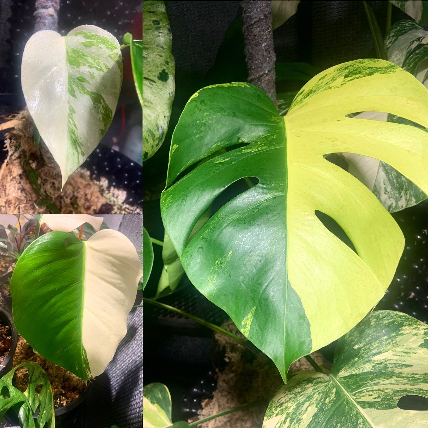 Aris_totleshop - ฮาฟๆ กันไป 🤤 💚🤍💛 #monstera...