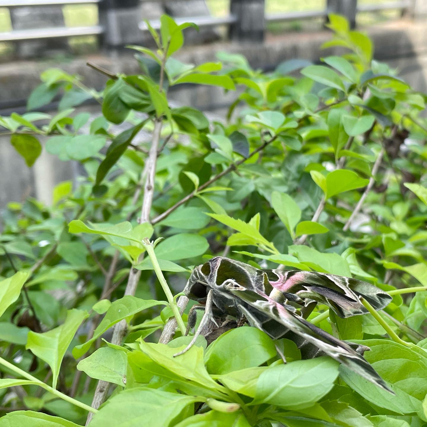 今日小編在遊客中心旁的小樹叢在中發現了牠，這綠綠的保護色讓牠不容易被發現，在這... - 月世界遊客中心 MoonWorld | Facebook