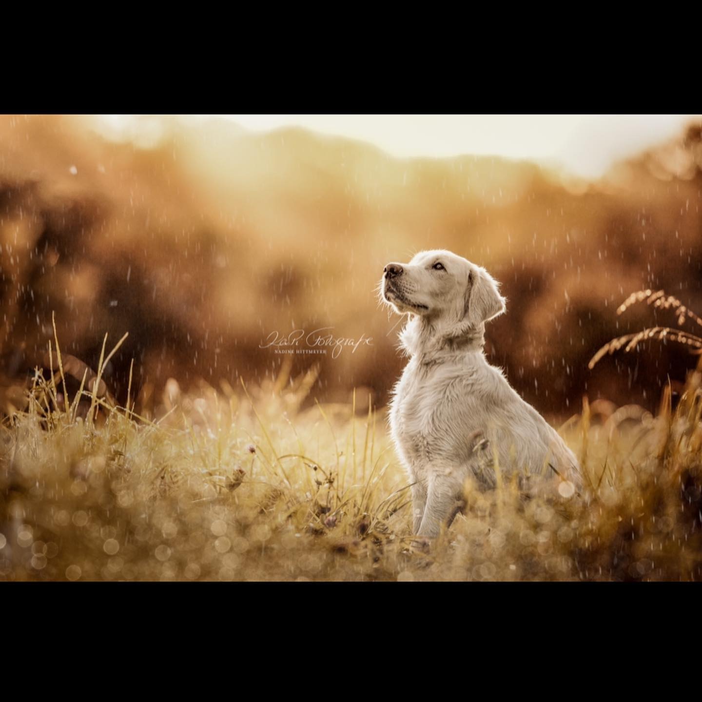 Kapi-Fotografie - Kapi-Fotografie added a new photo — with...