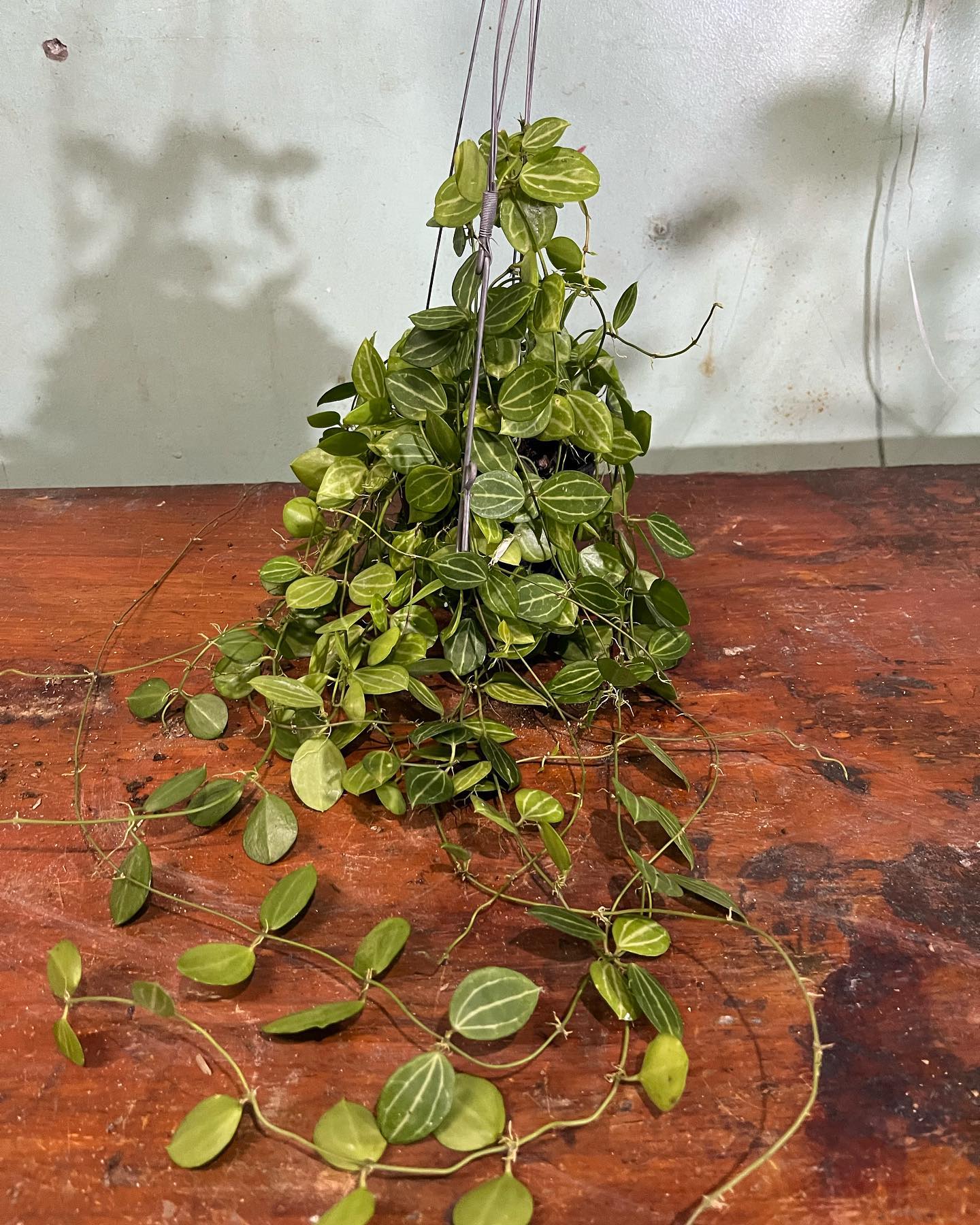 Buy 6 in bulk Syngonium Batik, Plant BPlants Against