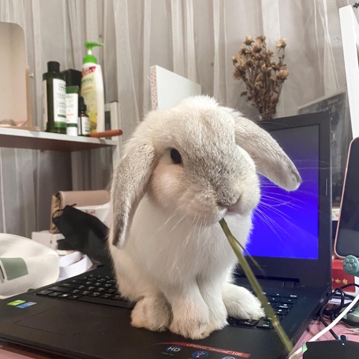 Hani Rabbits House