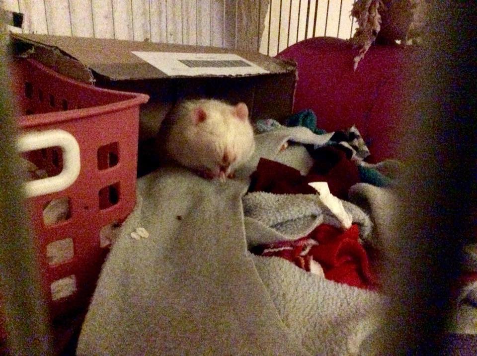 Fat Vegan Rats