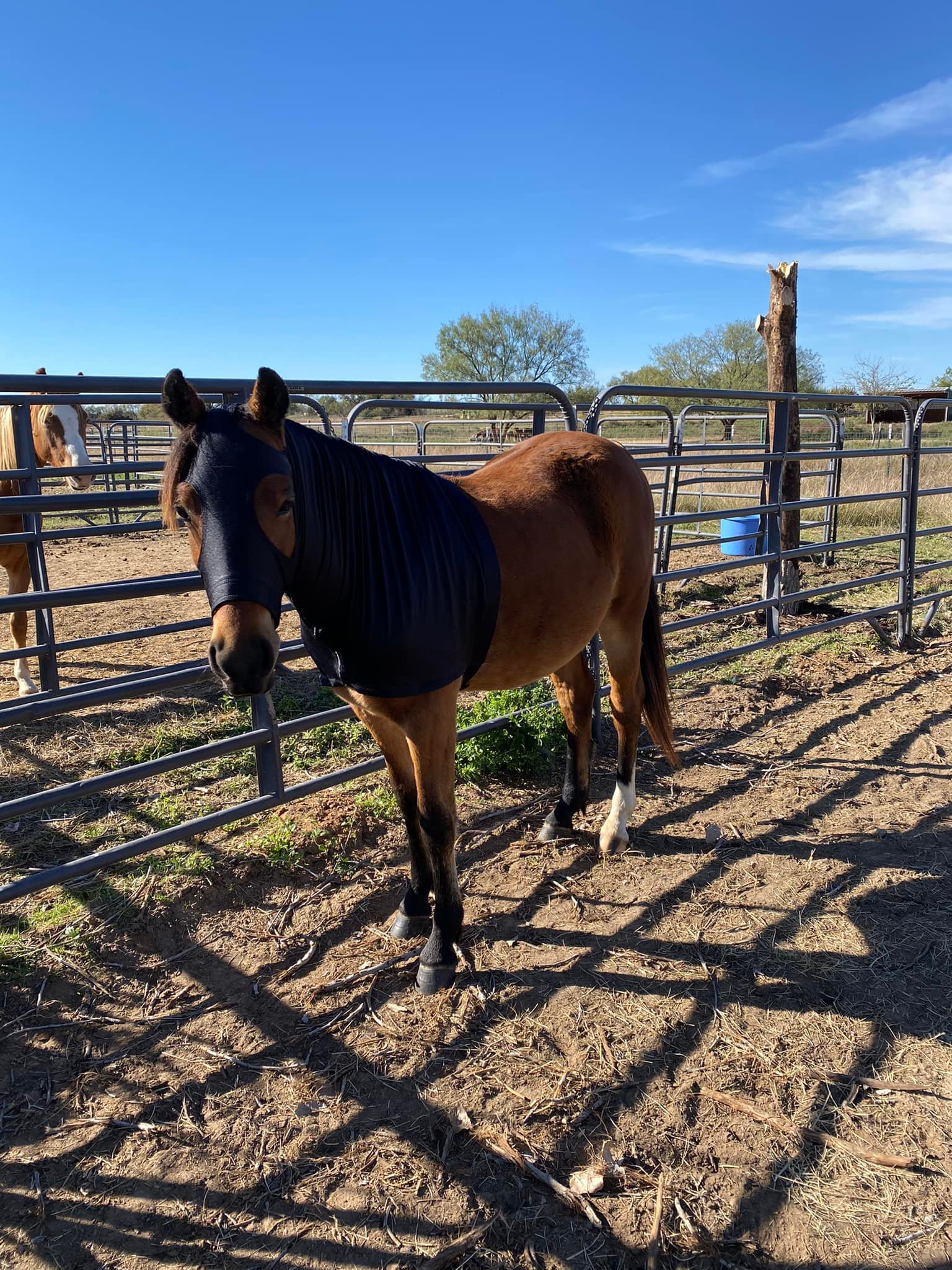 Kickapoo Ponies Texas added a new... - Kickapoo Ponies Texas