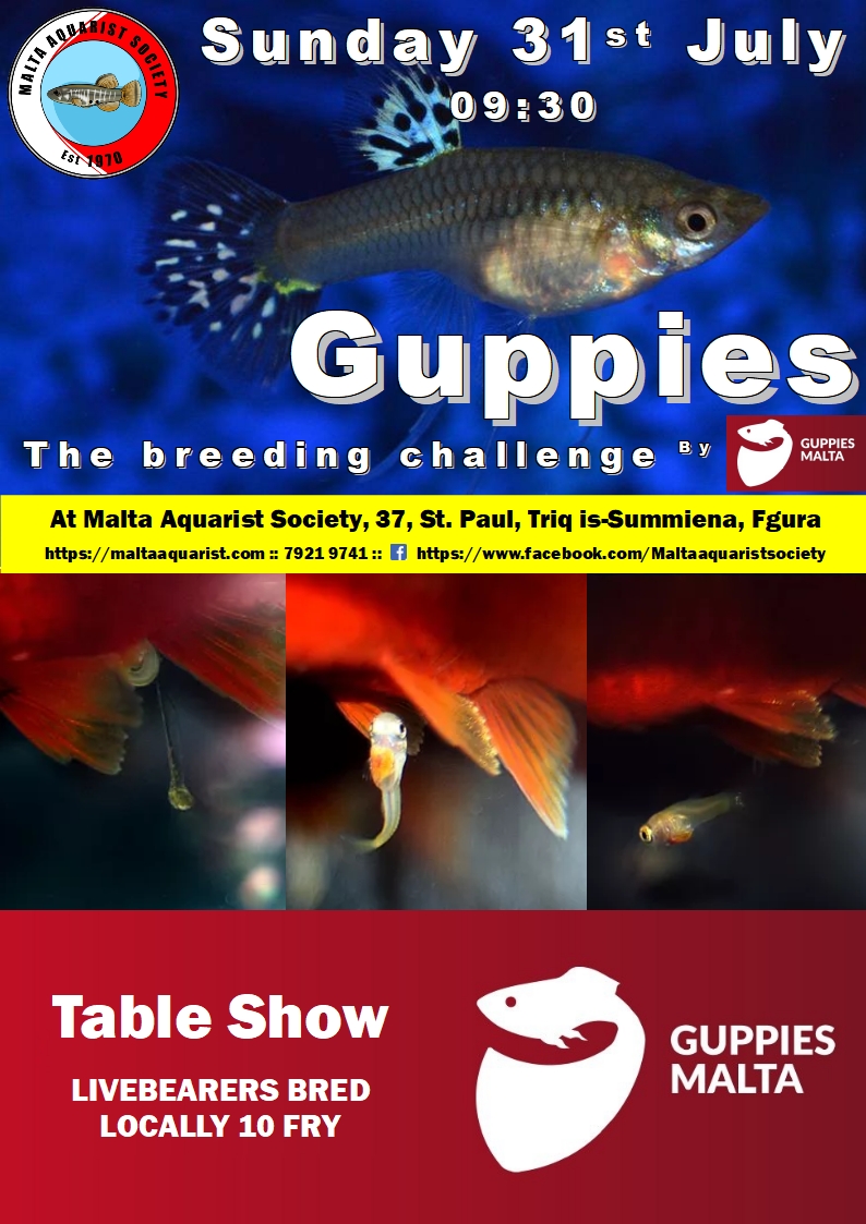 Guppies Malta River Race 2021