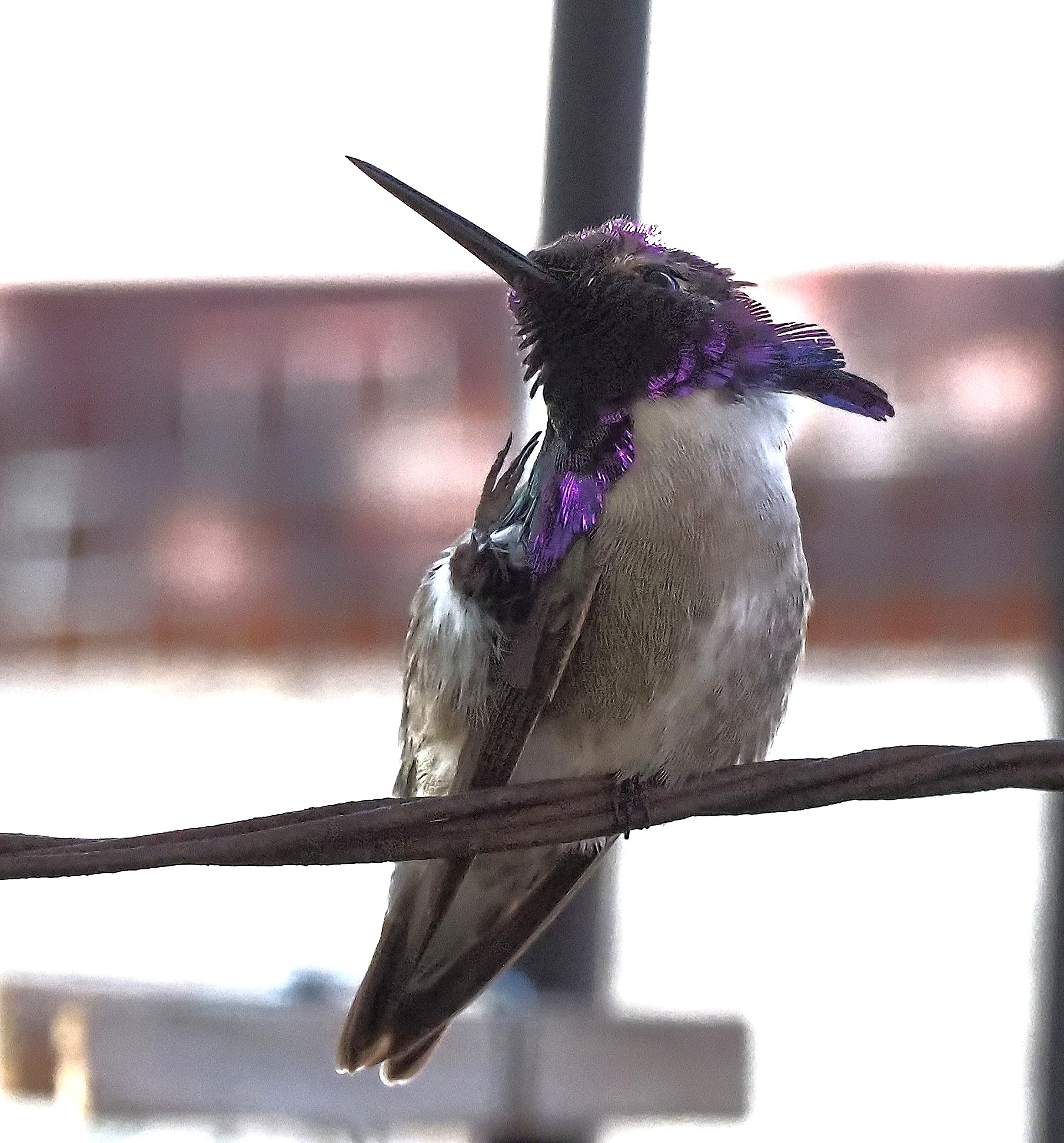 The Hummingbird Whisperer | Costa's giving a little wave | Facebook
