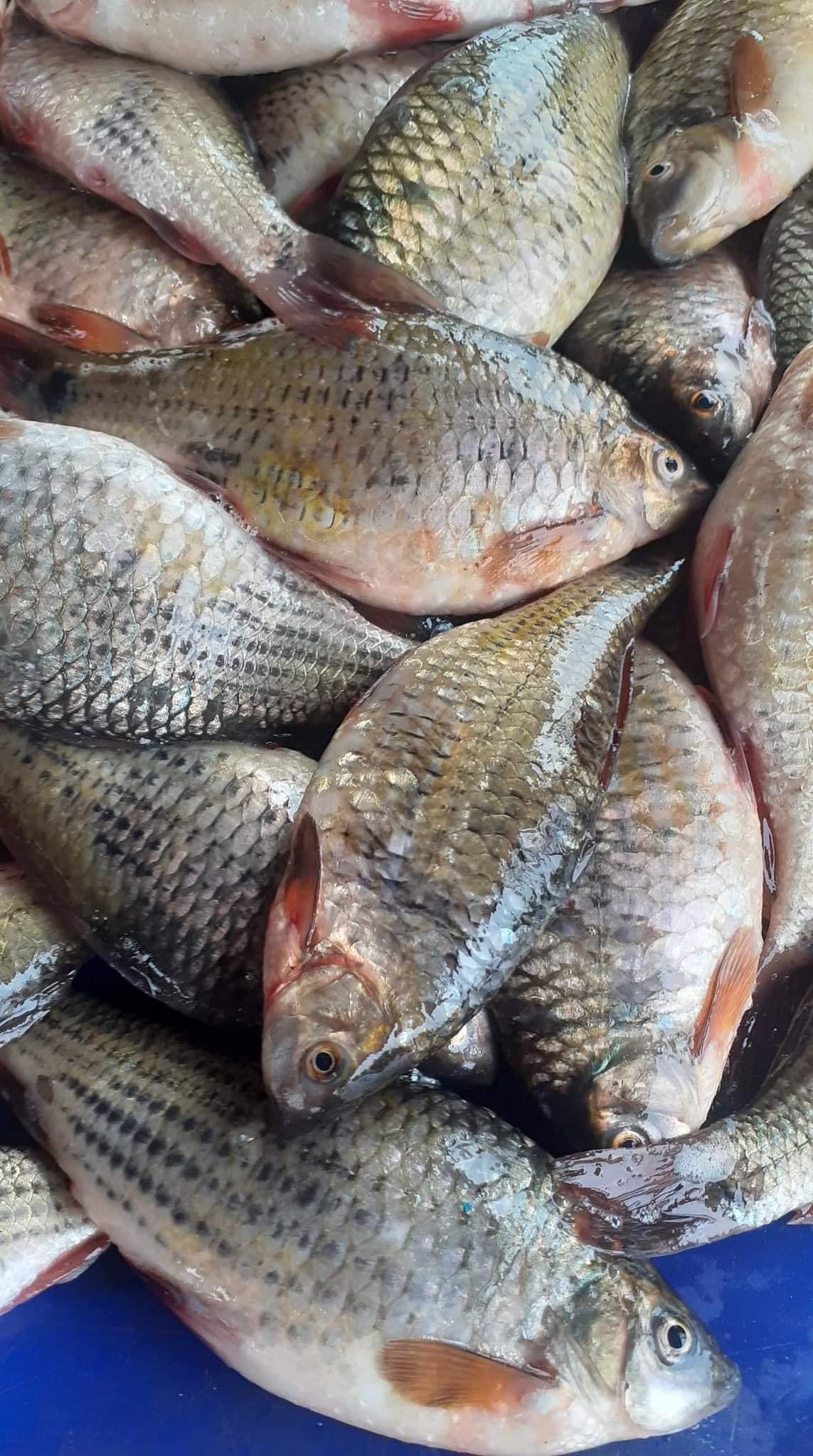 Jiksaw Napon Rongmuang