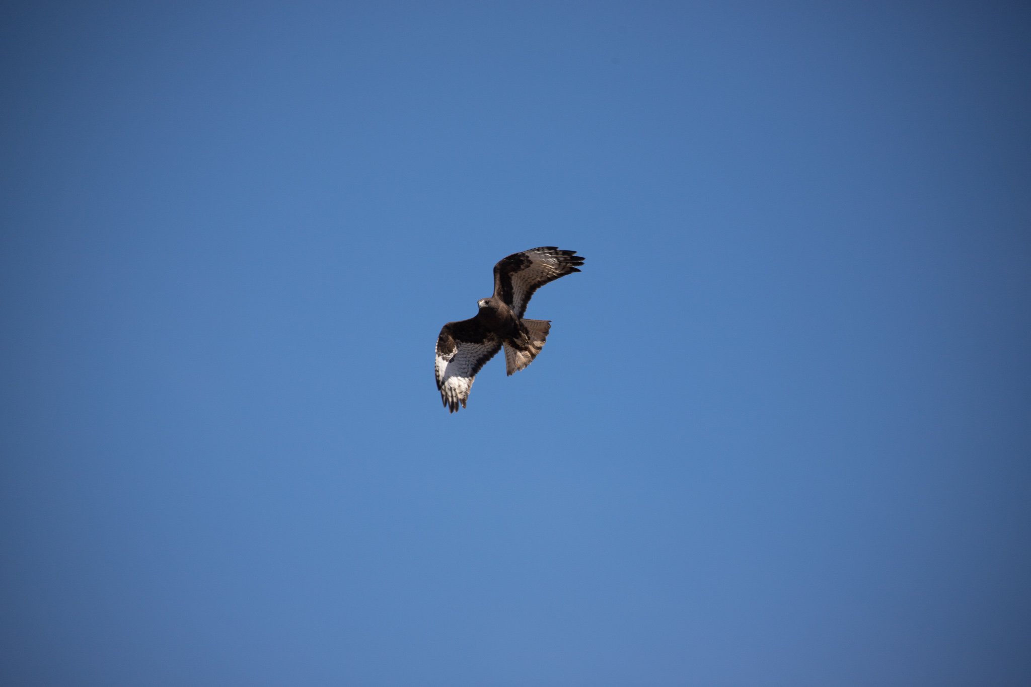Red-Tailed Hawk Dark Morph Depending on the region you are in, Red ...